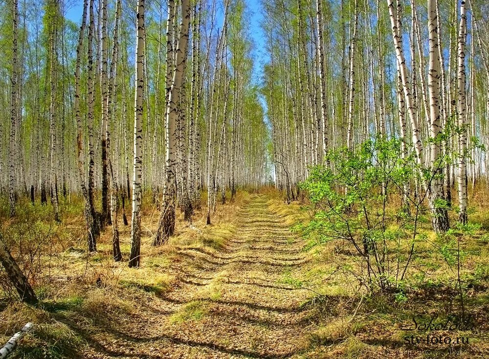 березовая роща магнитогорск сайт