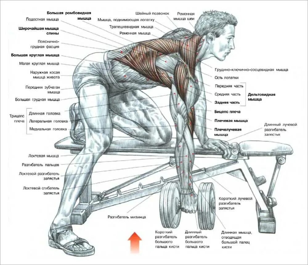 Поясница гантели. Упражнения на развитие широчайшей мышцы спины. Как прокачать широчайшие мышцы спины. Упражнения для широчайших мышц спины со штангой. Прокачка широчайших мышц спины штангой.