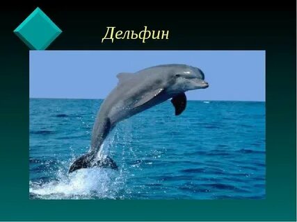 Животные черноморского побережья 4 класс