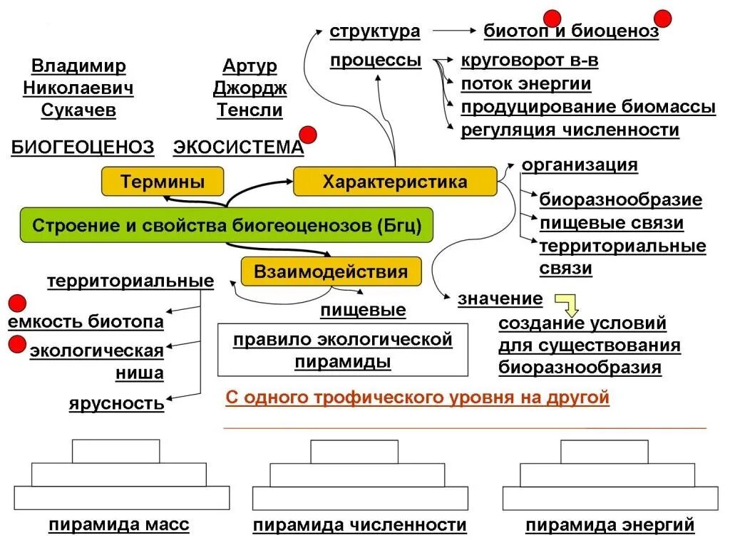 Установи взаимосвязь структуры организма начиная с наименьшей. Структура экосистемы 9 класс биология. Структура биогеоценоза 9 класс. Структура экосистемы схема. Строение и свойства биогеоценоза.