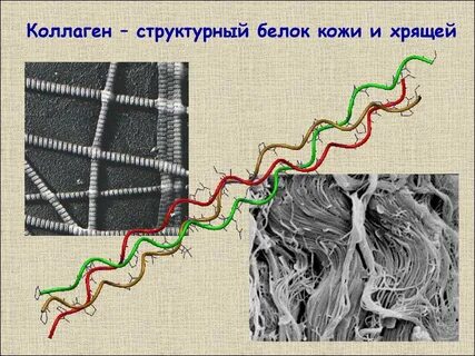 Эластины белки