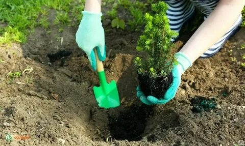 Сколько осталось посадить садовнику