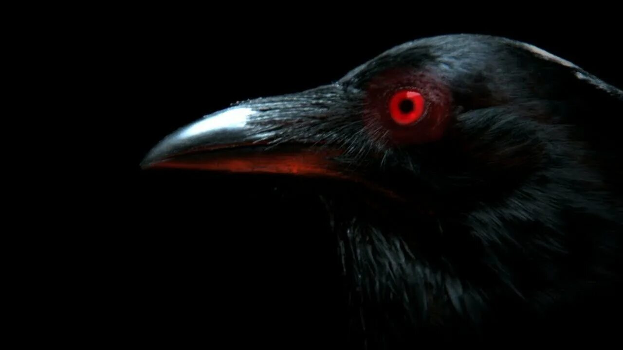 Ворон на ветке. Черный ворон ютуб. Ворон. Красивый ворон. Ворон в аду.