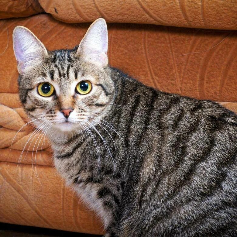 Котята полосатые подростки. Кличка кота в полоску. Кличка для кота мальчика полосатого. Имена для полосатых котят. Кличка кота в полоску.