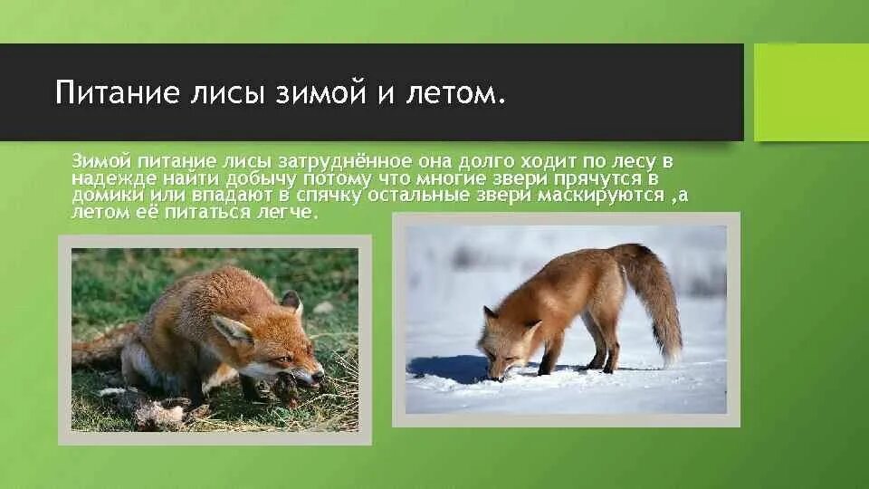 Лиса делает запасы на зиму. Питание лисы. лиса зимой и летом.