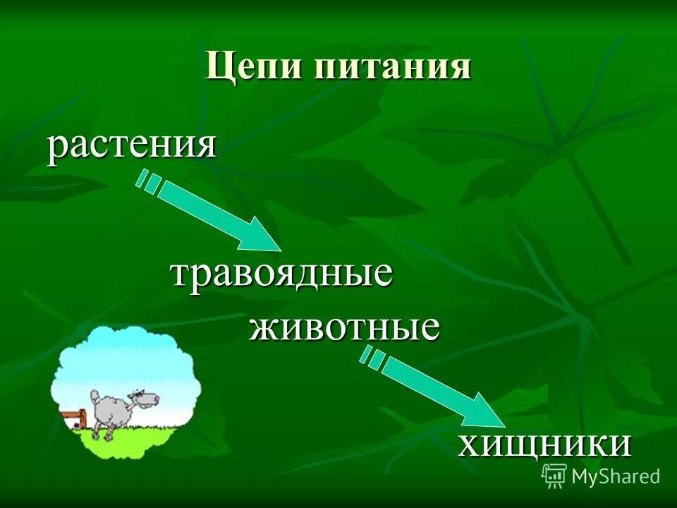 цепь питания растение животное хищник. схема пищевой цепи 3 класс. цепи питания окружающий мир 3. пищевые цепочки 5 класс биология. схема хищники пищевая цепь.