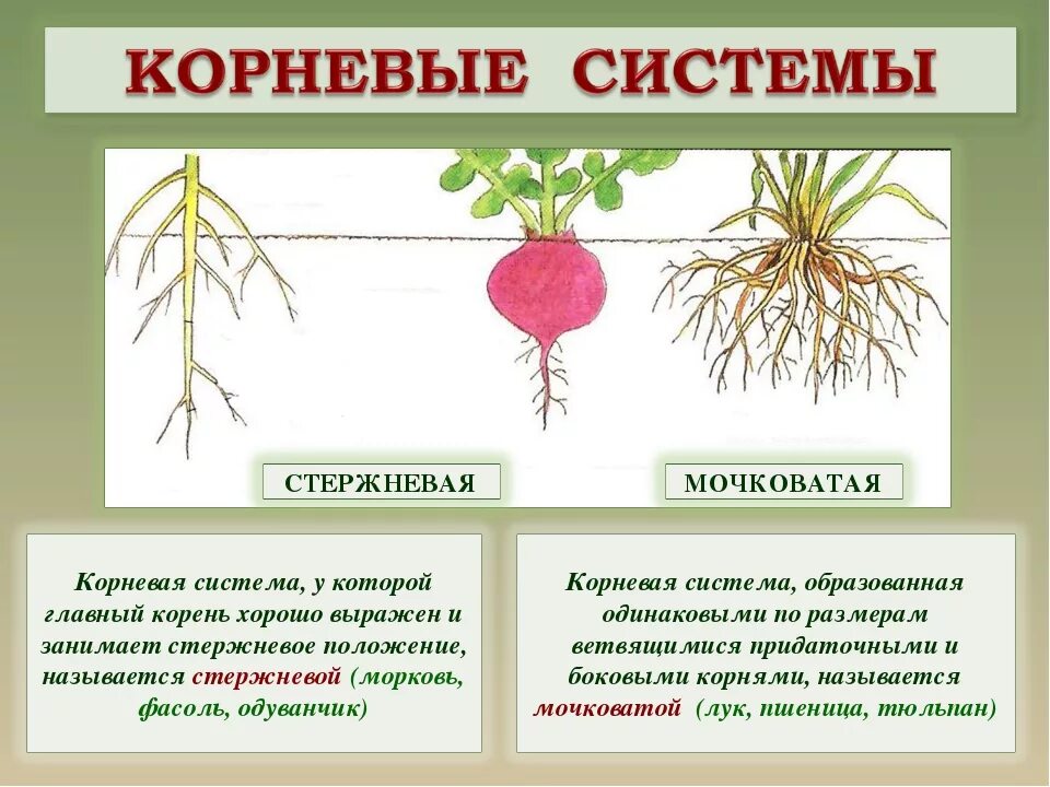 Тип корня у моркови. Особенности строения корня моркови. Мочковатая система. Стержневая корневая система у моркови.