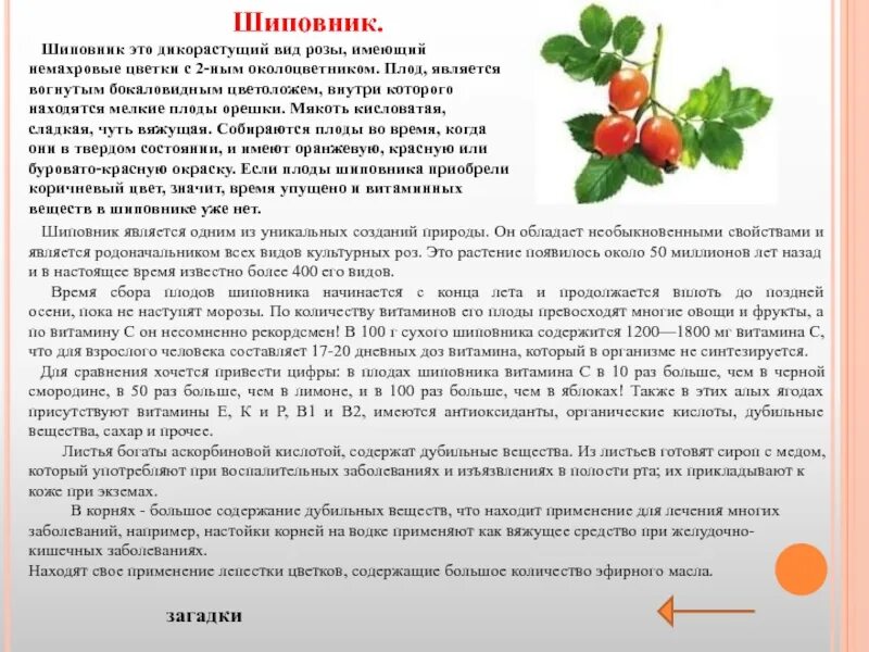 Плоды шиповника сырье. Плоды шиповника для чего применяется. Витамин с в плодах шиповника. Шиповника плоды низковитаминные.