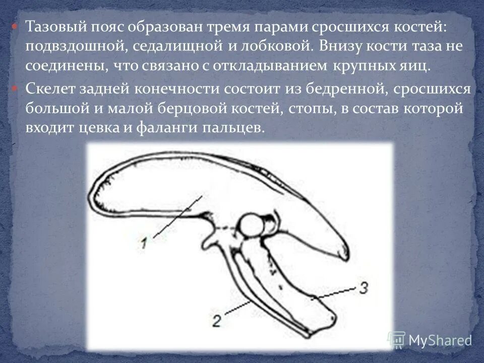 Образована тремя сросшимися костями