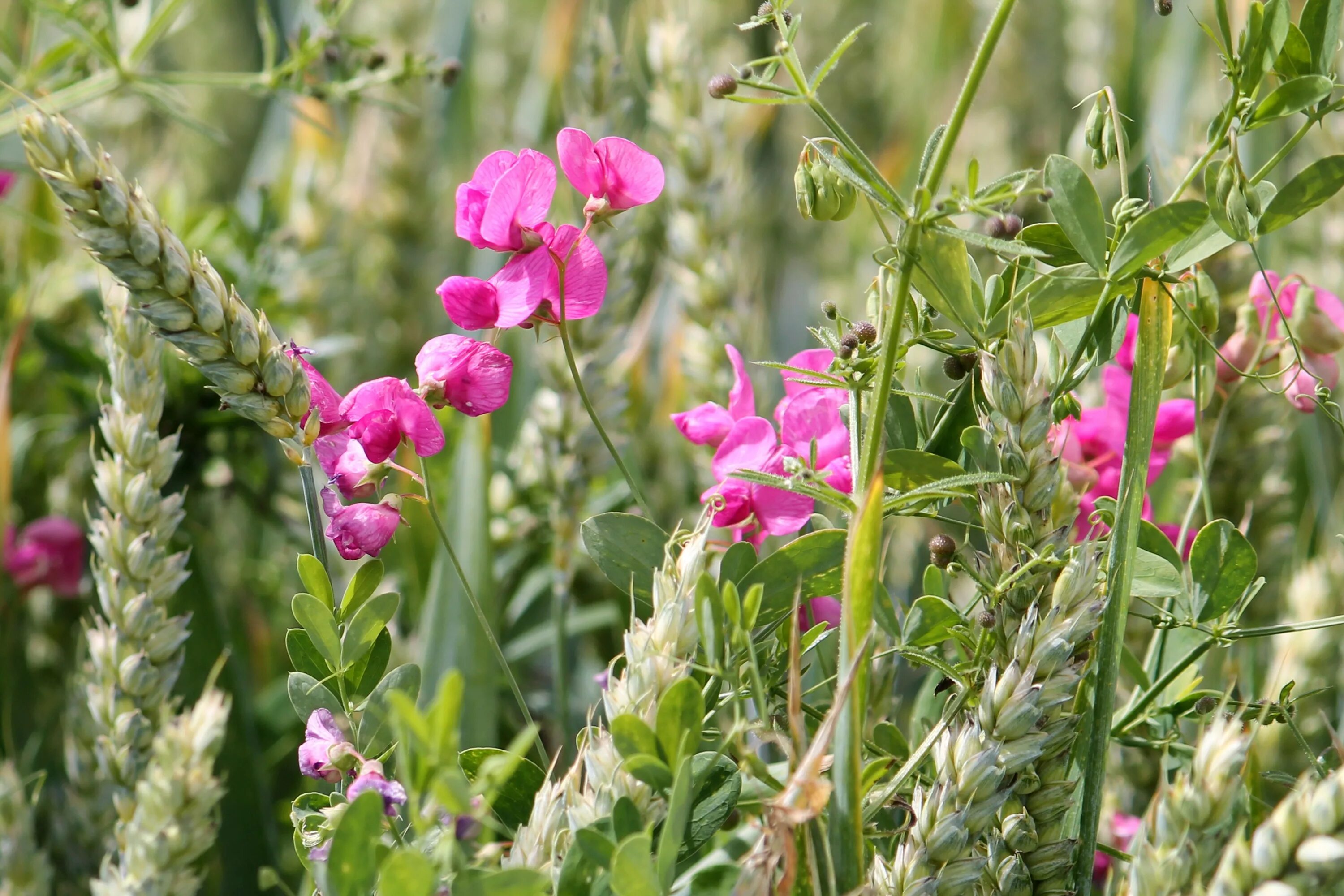 Plant wiki. Люцерна мышиный горошек. Астрагал мышиный горошек. Вика Яровая сидерат. Чина Луговая астрагал.