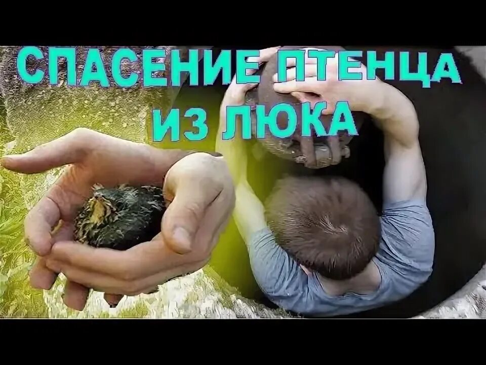 Спас птенца. Спасти птенца сорркипримета. Спасти люка