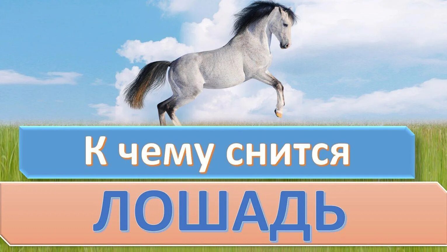 К чему снится видеть лошадь. Лошадь во сне. К чему снится лошадь. К чему снится конь лошадь. Приснилась лошадь во сне.