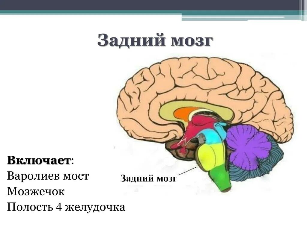 Задний головной мозг включает отделы. Задний мозг варолиев мост и мозжечок. Функции моста и мозжечка заднего мозга. Структурно-функциональная характеристика заднего мозга. Строение заднего мозга человека.