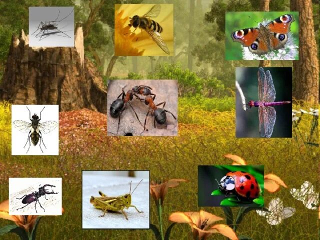 Среда обитания насекомых. Обитание насекомых. Насекомые и их домики. Насекомые и их среда обитания. Места обитания насекомых для детей.