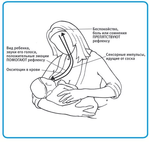 Окситоцин после кесарева. Окситоцин и грудное вскармливание. Окситоцин после кесарево сечения. Процесс выработки грудного молока.