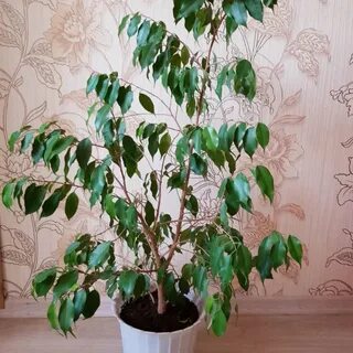 Комнатные растения похожие на дерево
