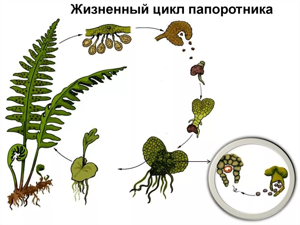 Размножение папоротников цикл развития. Жизненный цикл папоротника схема. Жизненный цикл папоротника орляка схема. Жизненный цикл папоротника щитовника. Молодой гаметофит