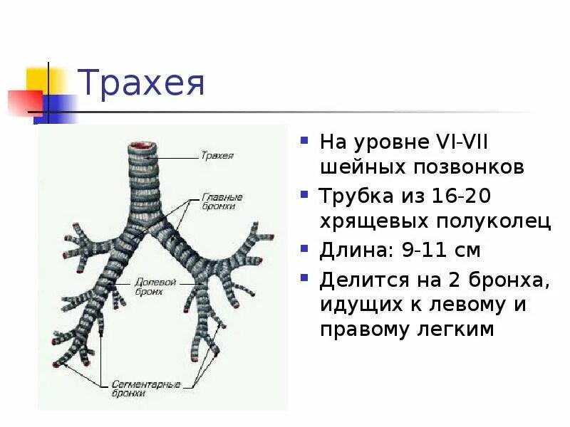 Трахея делится на правый и левый бронх на уровне. Трахея разделяется на 2 бронха. Трахея бифуркация трахеи. Трахея и два главных бронхов. Длина трахеи