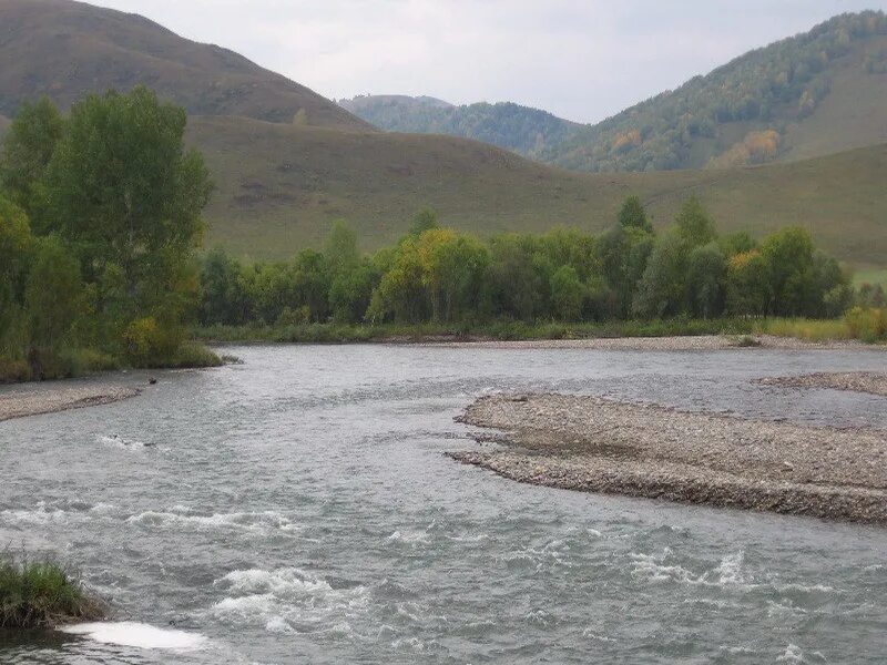 Уровень воды в чарыше на сегодня. Река Чарыш Усть Кан. Река Иня Алтайский край. Горный Чарыш. Чарыш Шипуново река.