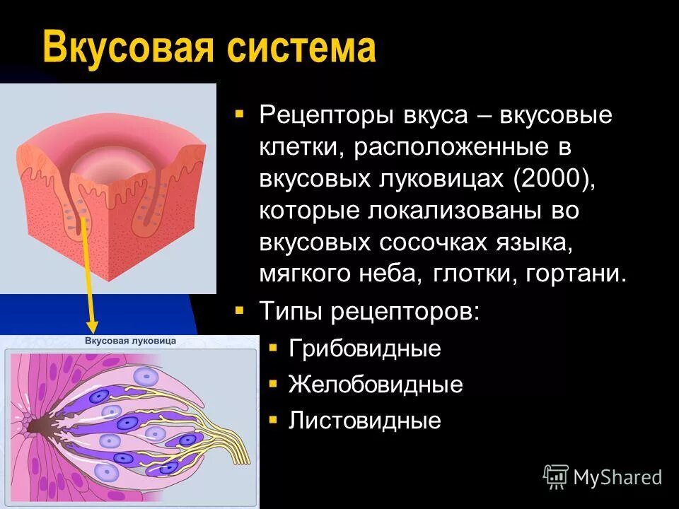 схема строения вкусовой почки. вкусоаые оецепторы пасположены. клетки вкусовых рецепторов. клетки вкусовых рецепторов. вкусовая сенсорная система вкусовая чувствительность.