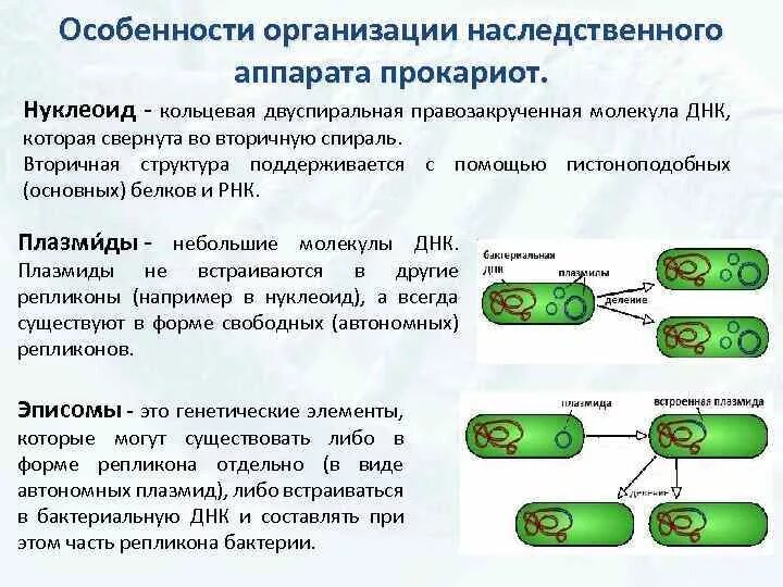 Особенности организации ДНК У прокариот. Нуклеоид прокариот (структура, функции). Строение плазмиды бактерий. Особенности строения ДНК прокариот. Прокариоты наследственная информация