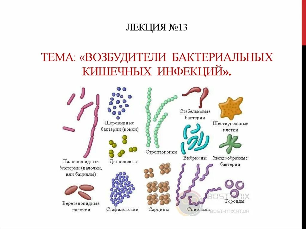 Возбудители кишечных инфекций рисунки. Возбудители бактериальных кишечных инфекций микробиология. Зарисовать возбудителей кишечных инфекций. Общая характеристика возбудителей бактериальных кишечных инфекций. Бактерии примеры заболеваний