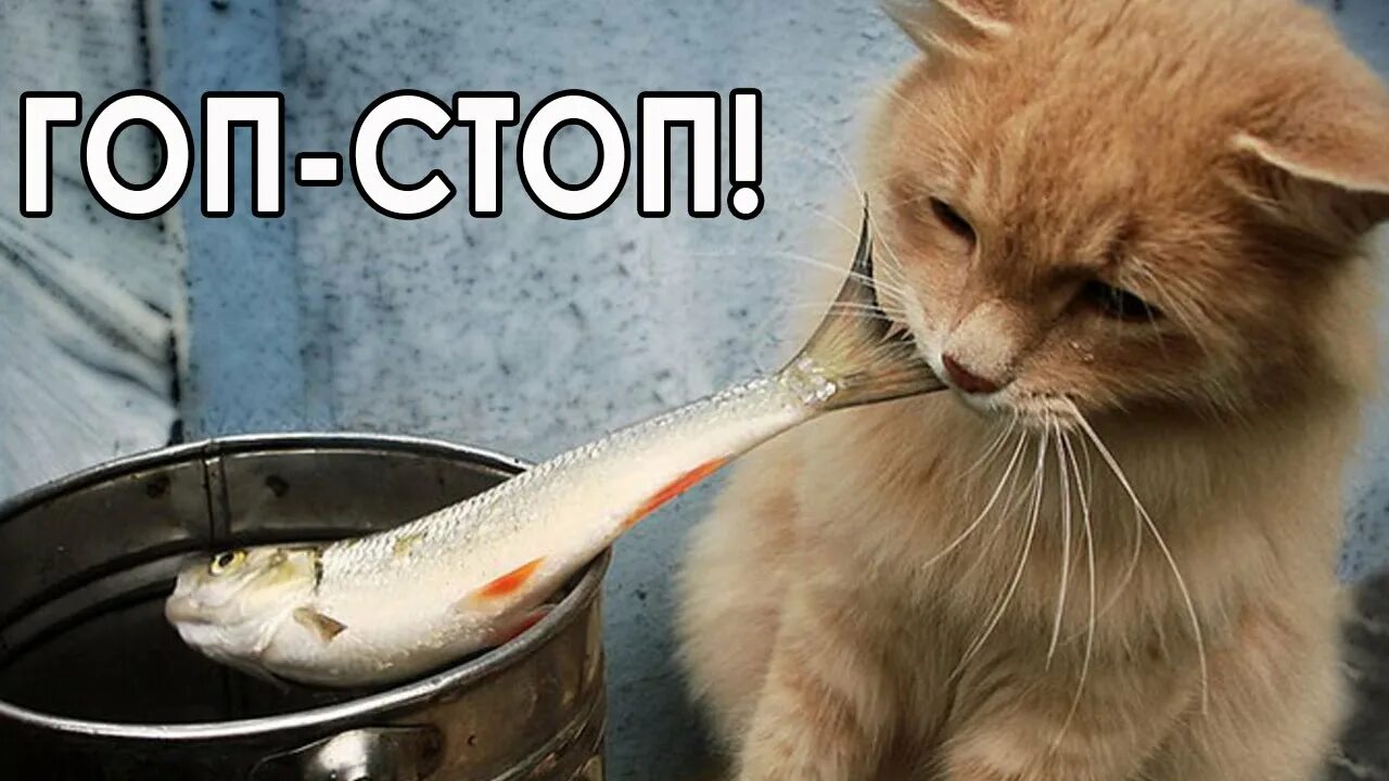 Минтай коту. Рыба кошка. Кот с рыбой. Кот ест рыбу. Кот ворует.