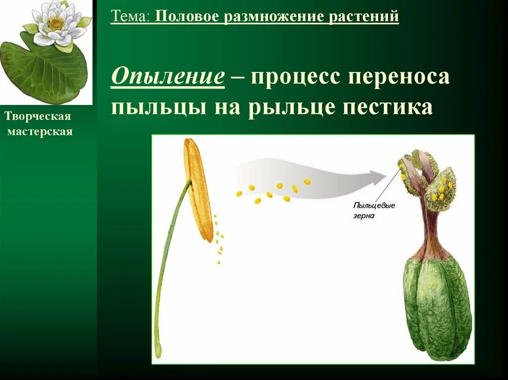 Половое размножение растений. Половые размножения растений. Половом размножении цветковых растений. Половое размножение растений тема. Характеристики оплодотворение после опыления установите соответствие