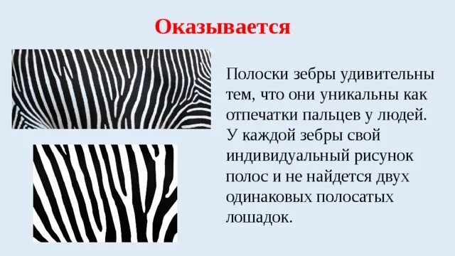 Полоски зебры. Полоски зебры и полоски тигра. Сколько полосок у зебры. А У зебры есть полоски. Я заметил полоску