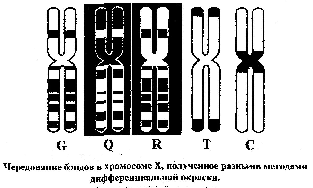 Изменение окраски хромосом