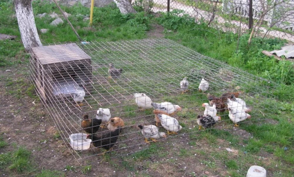 Когда бройлеров можно выносить на улицу. Место для бройлеров. Когда бройлеров можно выносить на улицу. Когда бройлеров можно выносить на улицу. Когда бройлеров можно выносить на улицу.