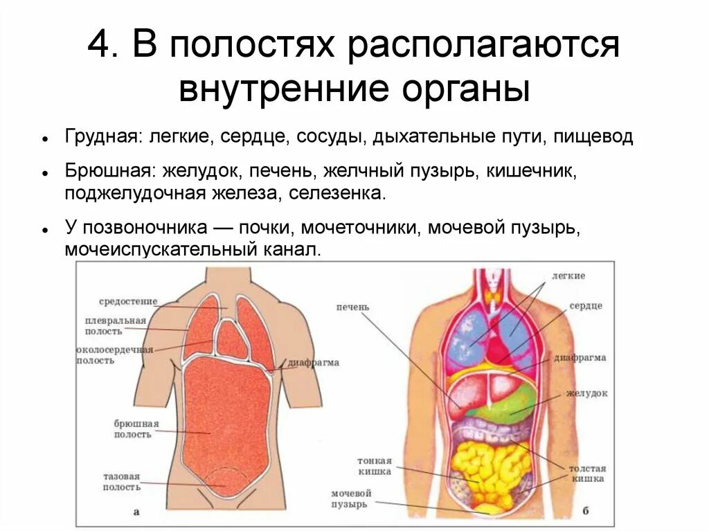 Строение органов человека. Организм человека схема. Внутренние органы человека схема.