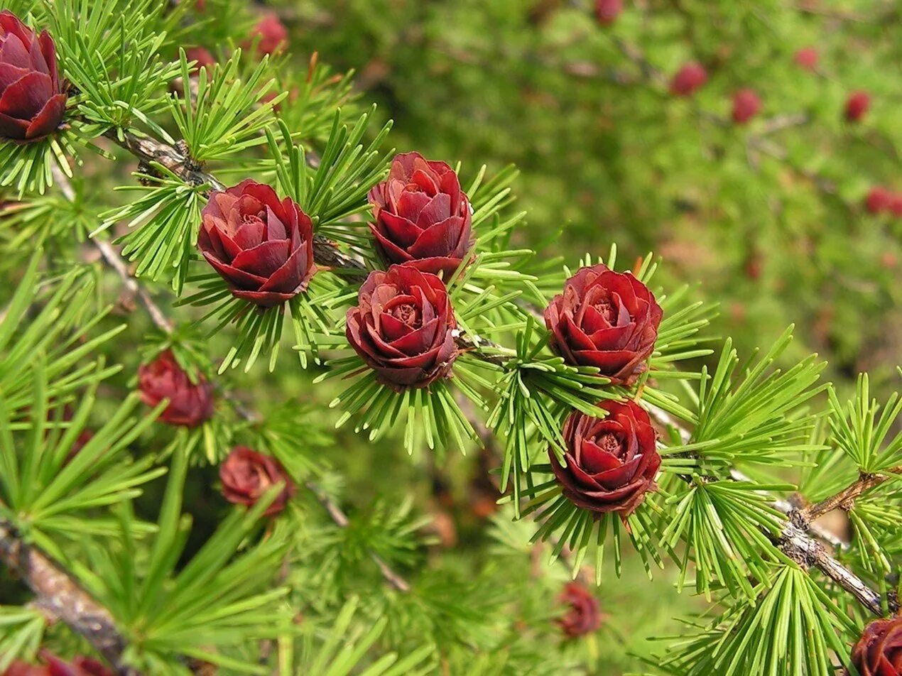 Цветущее хвойное. Лиственница Сибирская Larix sibirica. Лиственница Даурская (Каяндера).. Лиственница Сибирская и Даурская. Лиственница Гмелина Даурская.