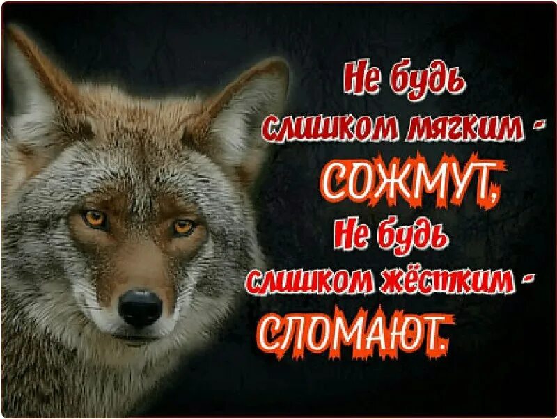 с волками жить по волчьи выть. с волками жить по волчьи выть. смволкми жить во волчи выть. с волками жить по волчьи выть. по волчьи жить по волчьи выть.