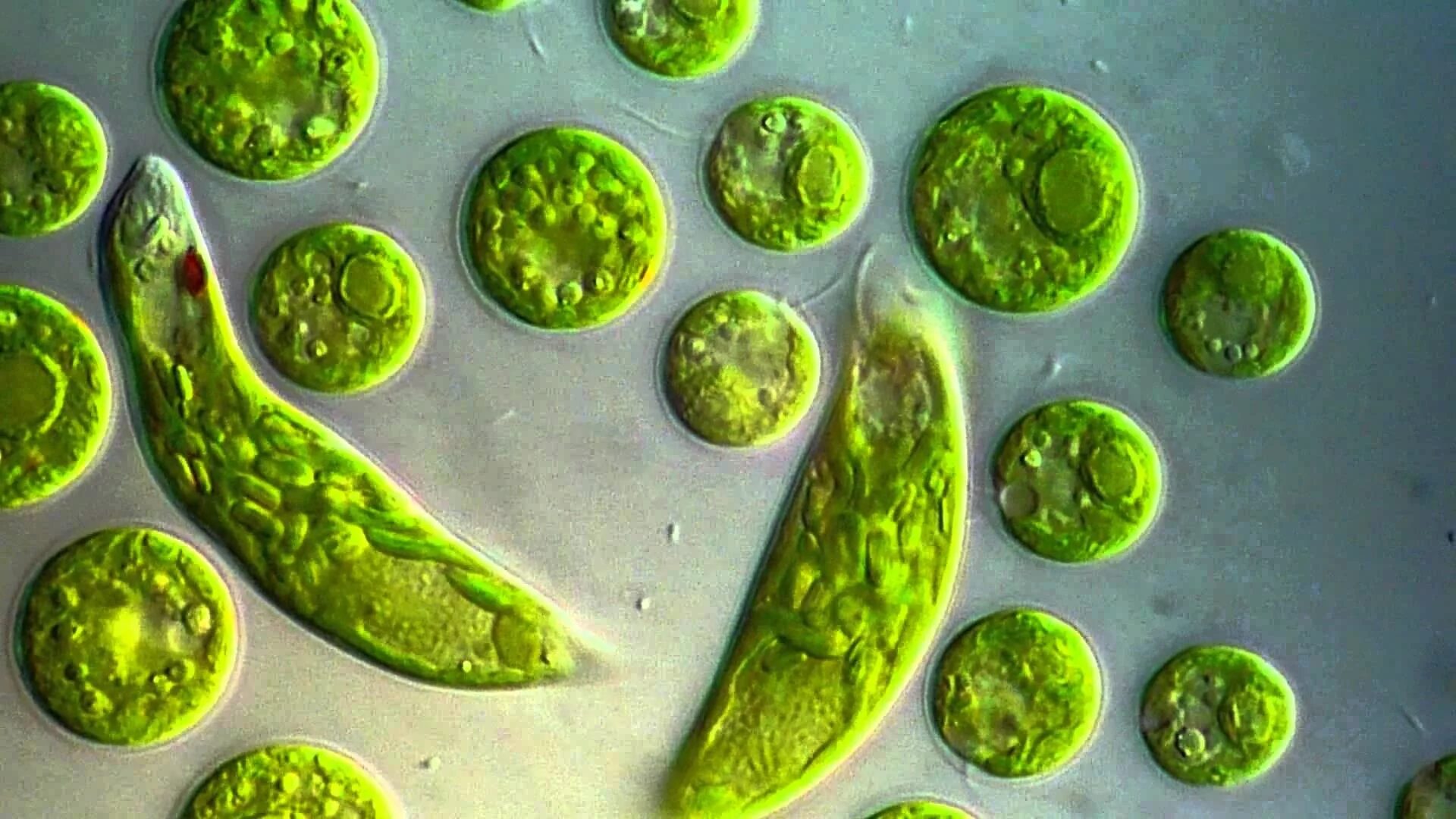 Одноклеточная зеленая водоросль хламидомонада. Эвглена зеленая. Жгутиконосцы эвглена. Одноклеточные водоросли эвглена зеленая. Эвгленовые (Euglena, trachelomonas),.