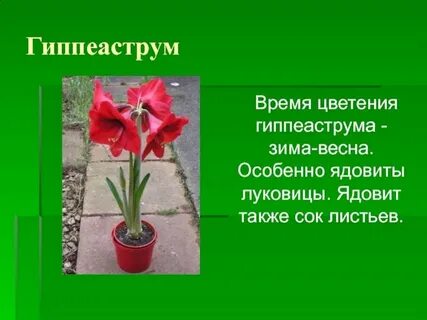Гиппеаструм комнатное растение описание