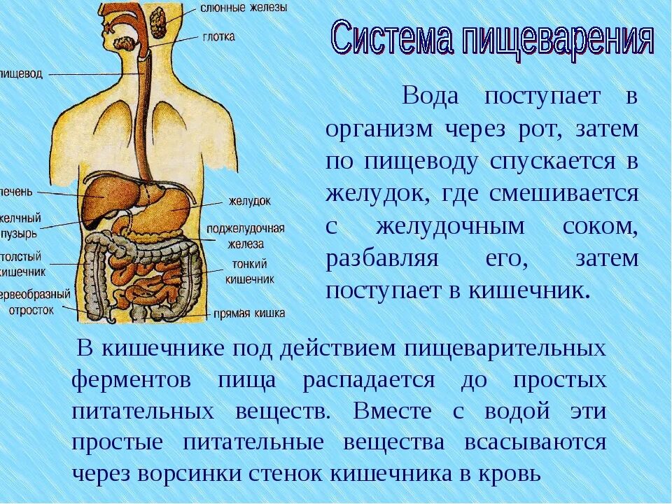 Движение пищи по пищеводу. Как вода поступает в организм. Путь воды в организме человека. Куда попадает вода в организме. Путь воды по организму человека.