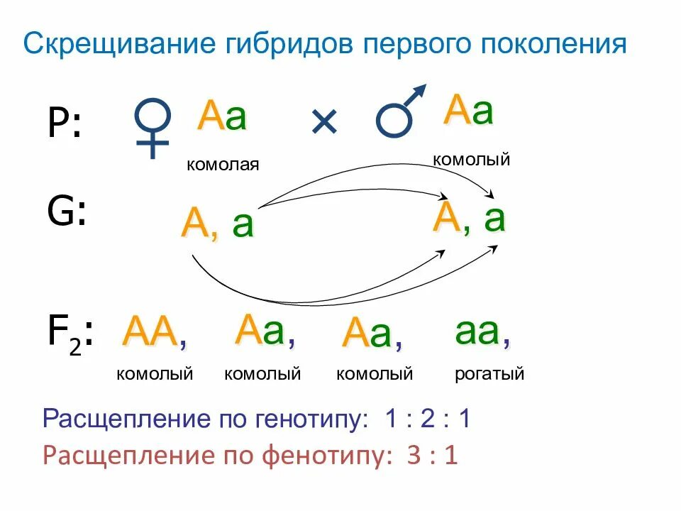 Гибриды второго поколения. Скрещивание гибридов первого поколения. АА АА скрещивание. Генотип гибридов первого поколения. Гибриды первого поколения скрещиваются.