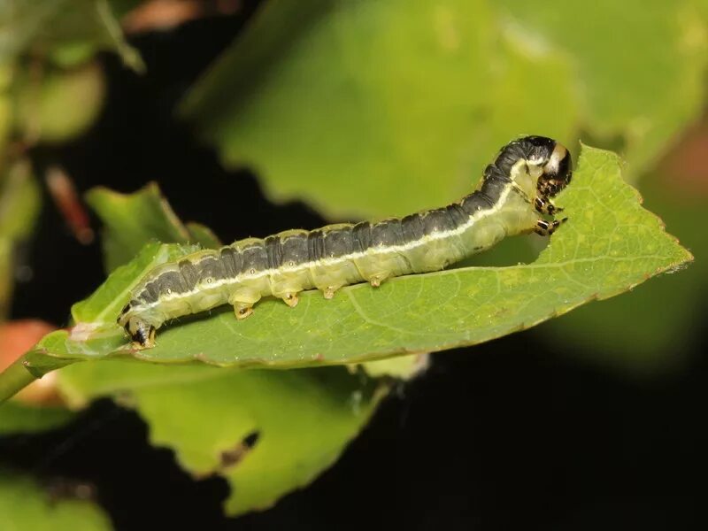 Гусеница бабочки пяденицы. Пяденица липовая. Гусеница шелкопряда saturniidae. Древесница въедливая гусеница. Гусеница пяденицы крыжовниковой.