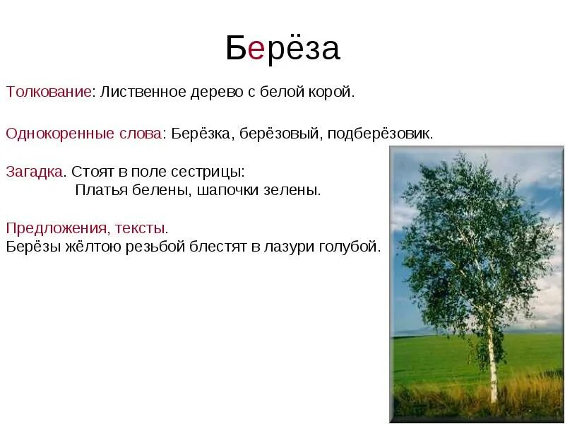 Сдо́ва берёза. Берёза однокоренные слова. Текст про березу. Береза родственные слова.