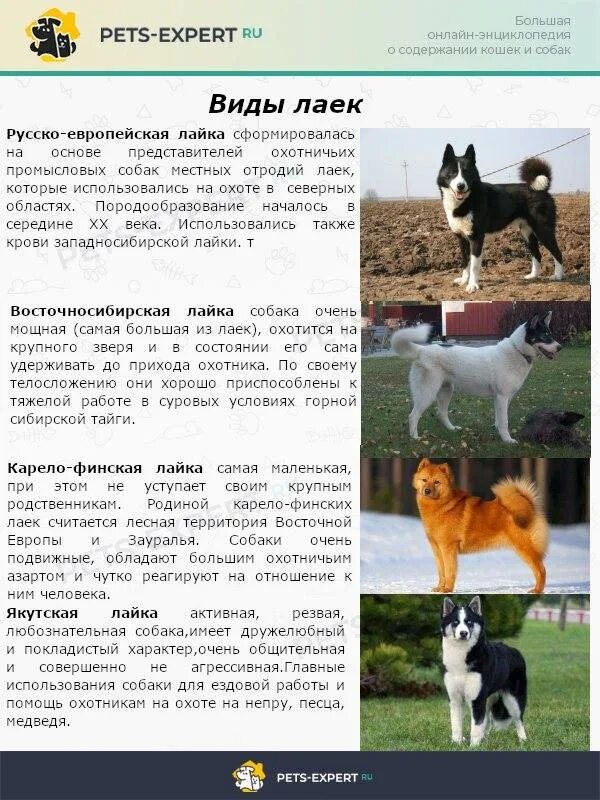 Сколько весит лайка
