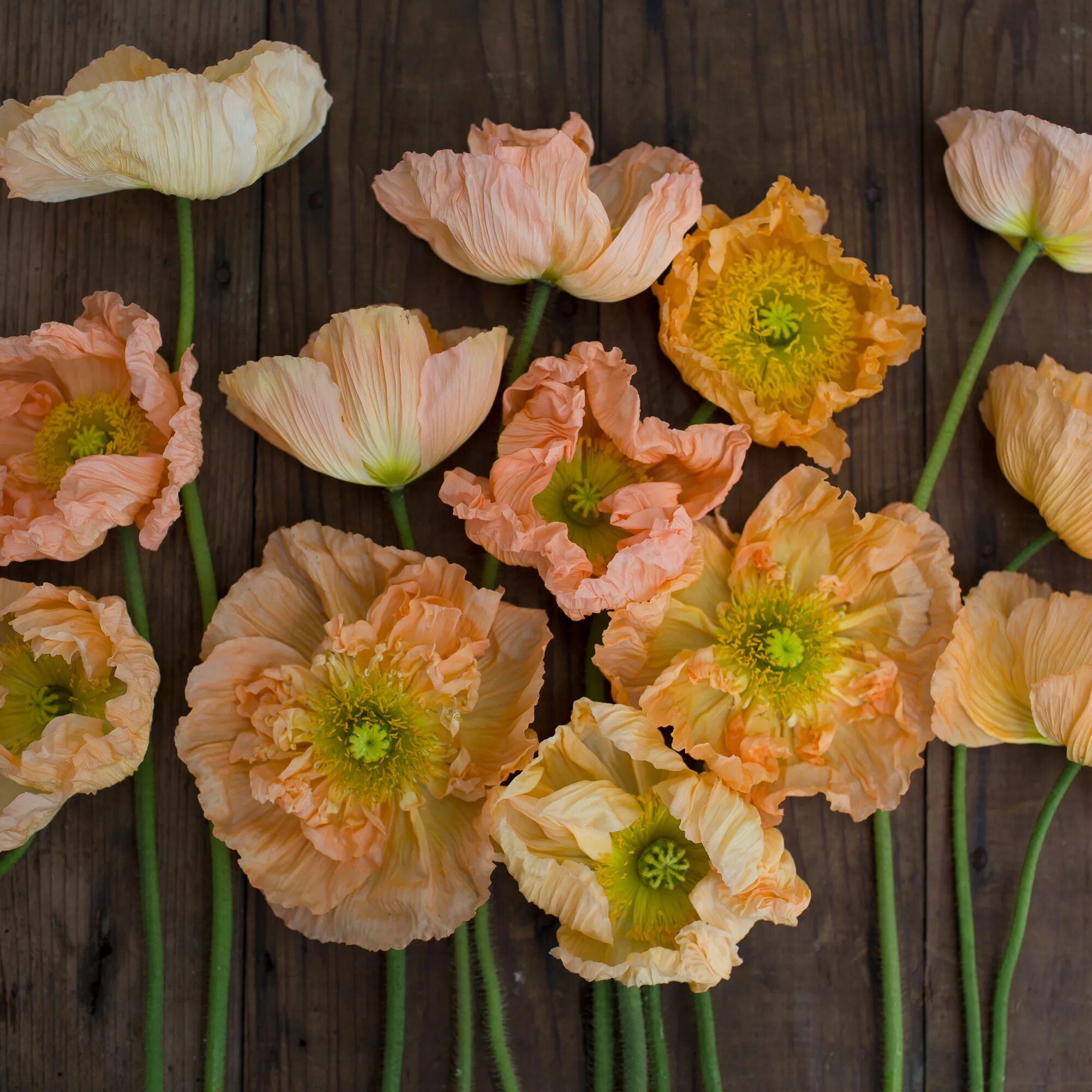 Как переводится poppy. Icelandic Poppy. Персиковые маки. Flower Icelandic Poppy.