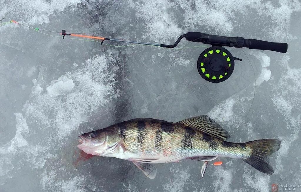 Зимние блесна на судака балансир. Рыбалка на судака зимой. Зимняя рыбалка на судака. Мормышки на берша и судака зимние. Рыбалка на судака зимой.