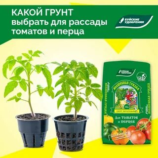 Какая подкормка нужна для рассады помидор