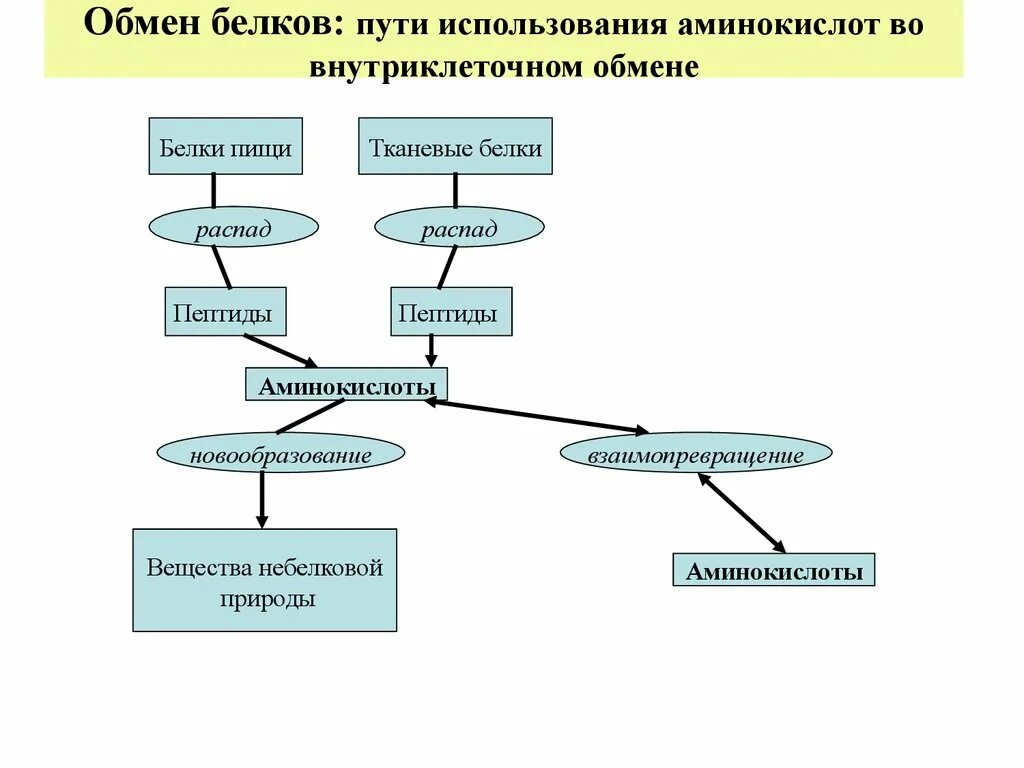 Схема белкового обмена биохимия. Обмен аминокислот биохимия схема. Схема метаболизма белков. Схема этапов обмена белков. Конечные продукты белкового