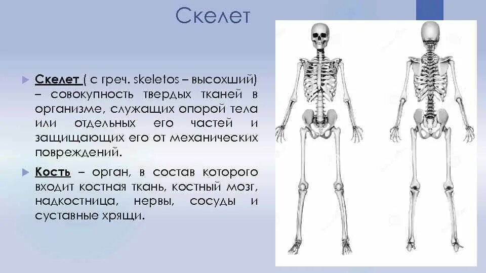 Скелет опора тела. Опора и движение кости скелета. Скелет это определение. Скелет это опора тела человека.