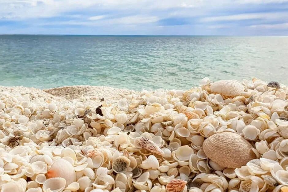 Азовское море ракушечный берег. Ракушечный пляж на Азовском море. Пляж Шелл Бич Австралия. Ракушечный пляж в Абхазии. Пляж с ракушками