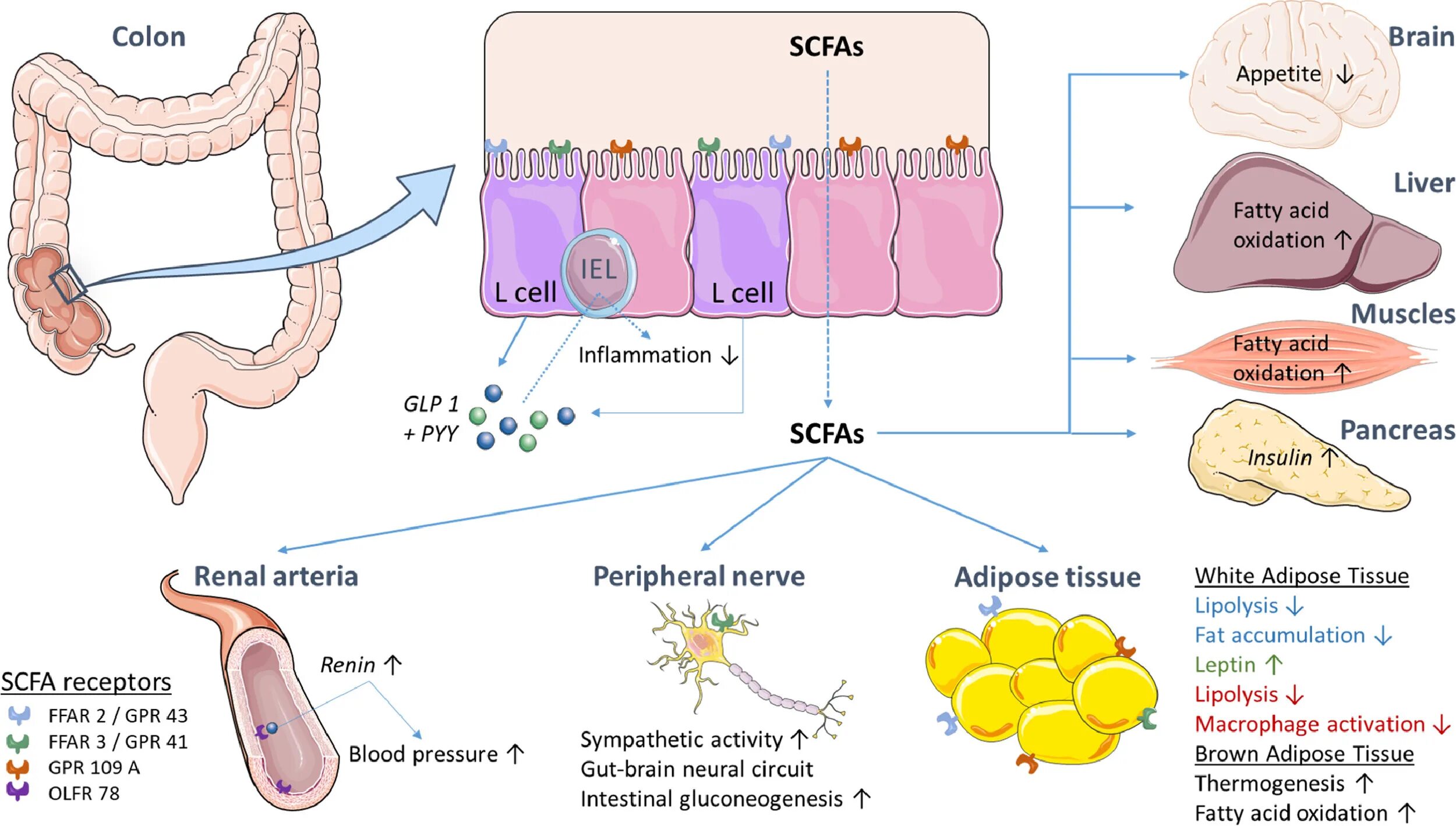 Фатти асидс. Short chain fatty acids. Short chain fatty acids. Short chain fatty acids. Fatty acids инструкция.