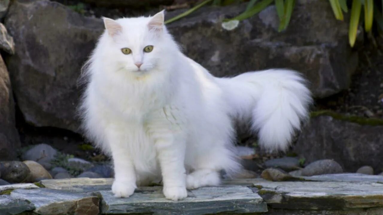 Ангорская кошка. Турецкая ангорская кошка. Турецкая ангорская белая кошка. Турецкая ангора кот белый.