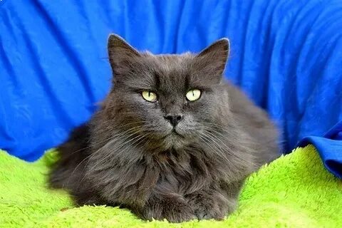 Кот барин